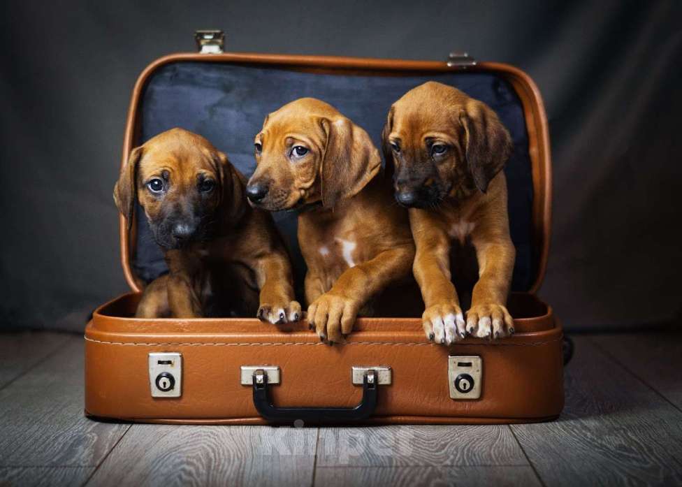 Собаки в Новосибирске: требуется папа и мама для 3  щенков  родезийского  риджбека Мальчик, Бесплатно - фото 1