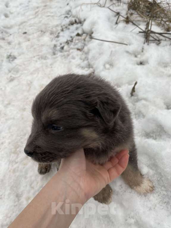 Собаки в Туле: Щенки в добрые руки  Мальчик, Бесплатно - фото 4