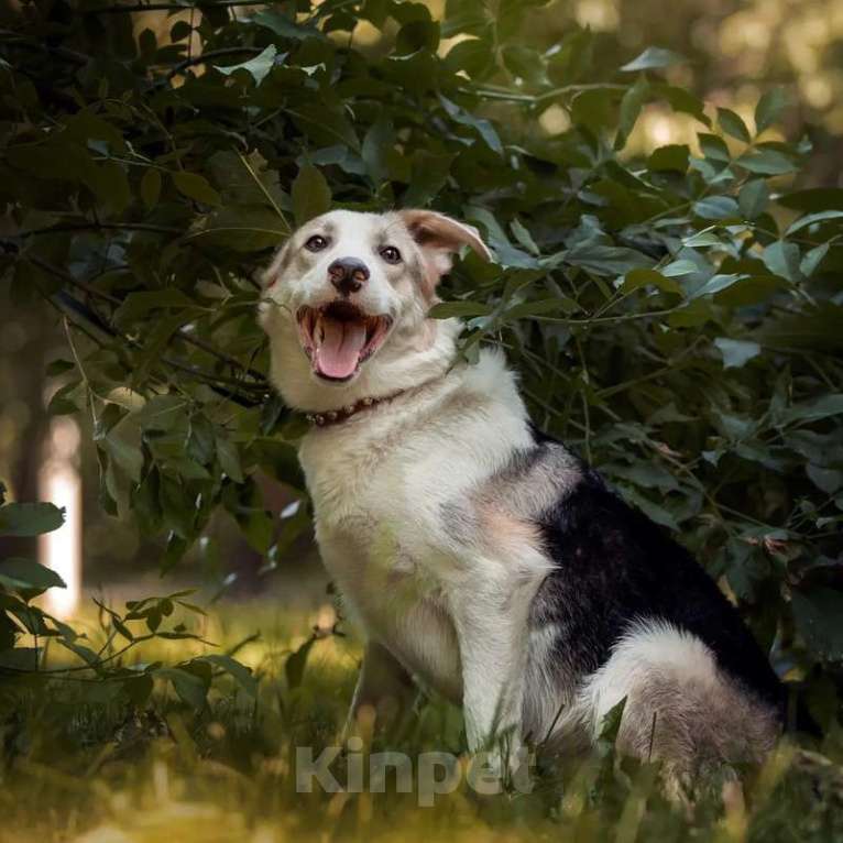 Собаки в Москве: Молодой бордер-колли в добрые руки Мальчик, 1 руб. - фото 3