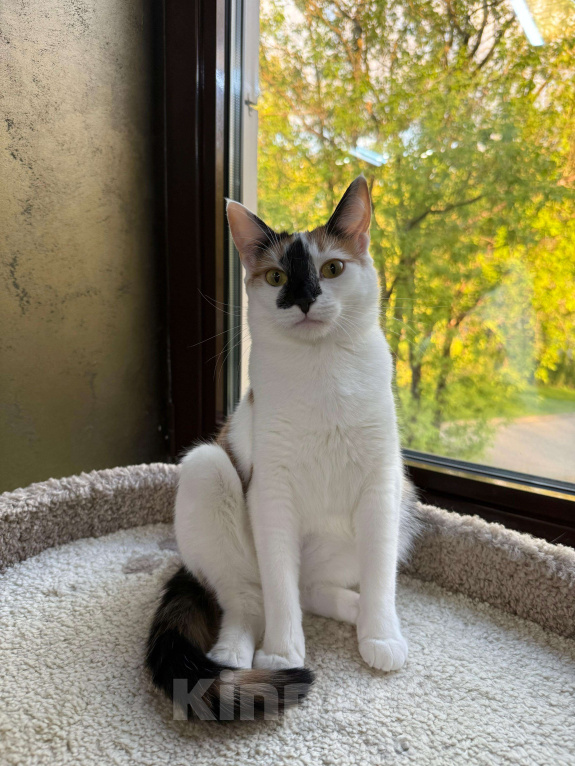 Кошки в Москве: "Счастье вдруг в тишине постучалось в двери" Девочка, Бесплатно - фото 2