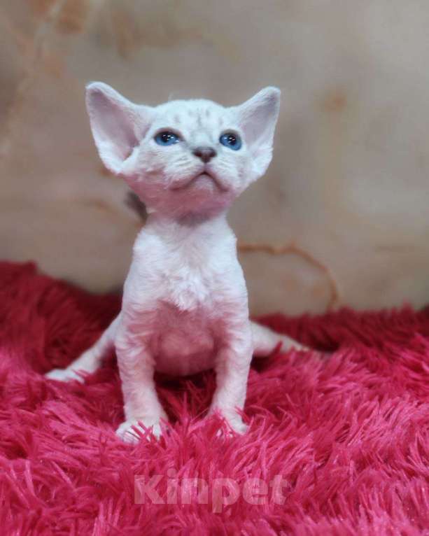 Кошки в Горячем Ключе: Котенок Девон рекс мальчик с голубыми глазами Мальчик, 60 000 руб. - фото 1