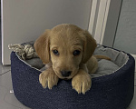 Собаки в Чебоксарах: Щенок Девочка, 3 000 руб. - фото 1