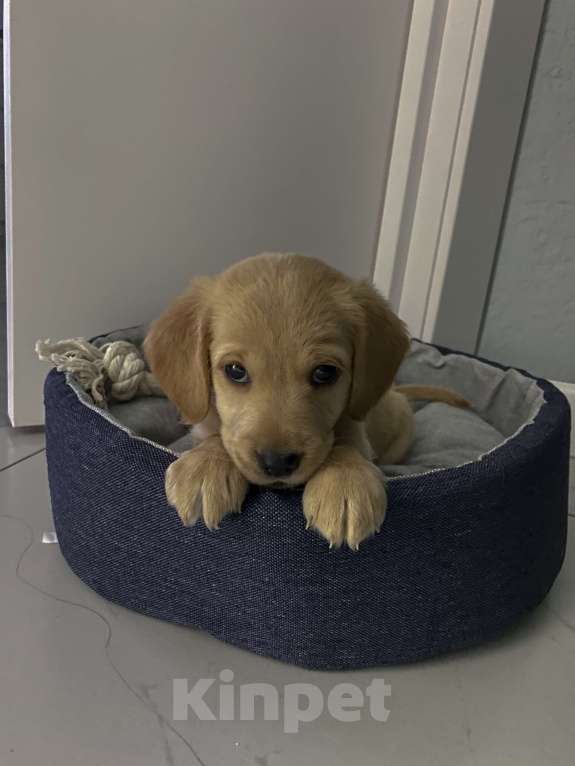 Собаки в Чебоксарах: Щенок Девочка, 3 000 руб. - фото 1