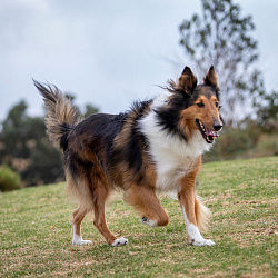 Шотландский колли