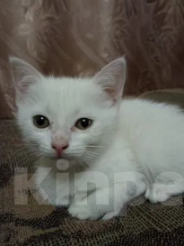 Кошки в Воронеже: Белые котята Мальчик, Бесплатно - фото 6