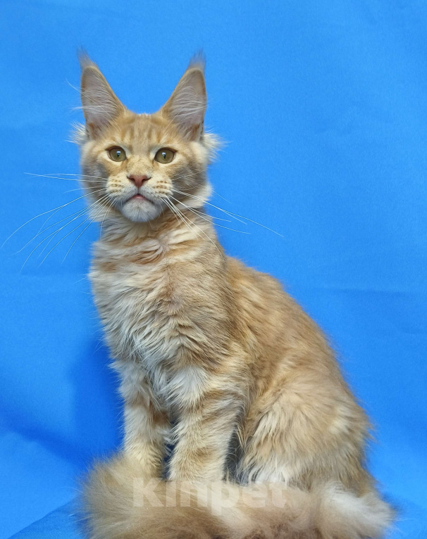 Кошки в Москве: Котенок Мейн-Кун Мальчик Мальчик, 60 000 руб. - фото 8