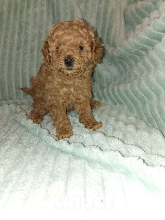 Собаки в Череповце: Щенки Той-пуделя Девочка, 70 000 руб. - фото 3