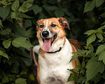 Собаки в Москве: Веснушчатый пёс Лео ищет дом Мальчик, 1 руб. - фото 6