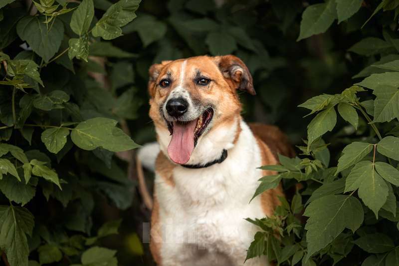 Собаки в Москве: Веснушчатый пёс Лео ищет дом Мальчик, 1 руб. - фото 6