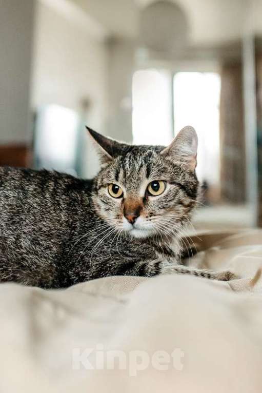 Кошки в Москве: Ласковая полосатая кошка Арвен в добрые руки Девочка, 1 руб. - фото 6