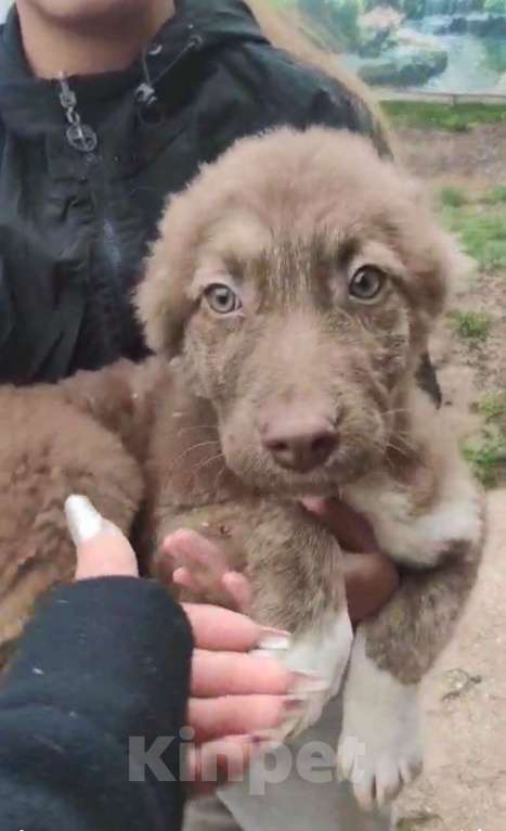 Собаки в других городах Владимирской области: Красивый щенок девочка в добрые руки Девочка, Бесплатно - фото 3