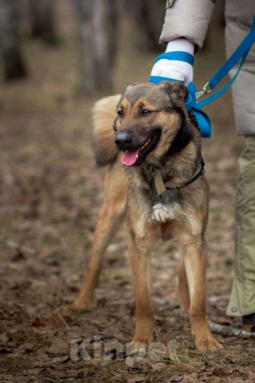 Собаки в Москве: Юхо! Он будет радовать Вас! В добрые руки! Мальчик, Бесплатно - фото 6