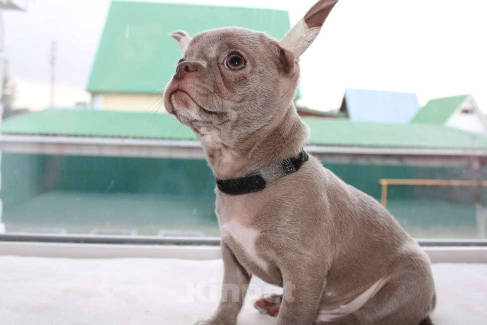 Собаки в Ижевске: Slon Мальчик, 65 000 руб. - фото 3