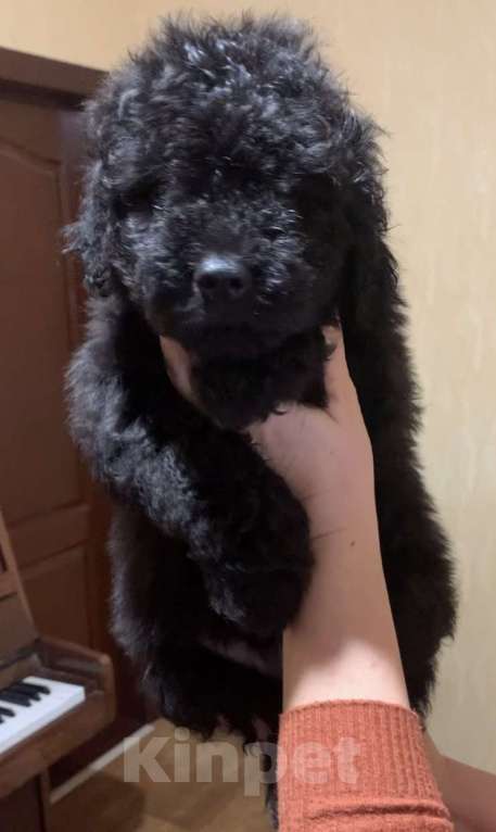 Собаки в Ростове-на-Дону: Черный мальчишка пули Мальчик, 40 000 руб. - фото 3