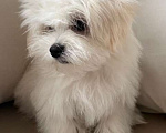 Собаки в Москве: Щенки мальтийской болонки Мальчик, 38 000 руб. - фото 1