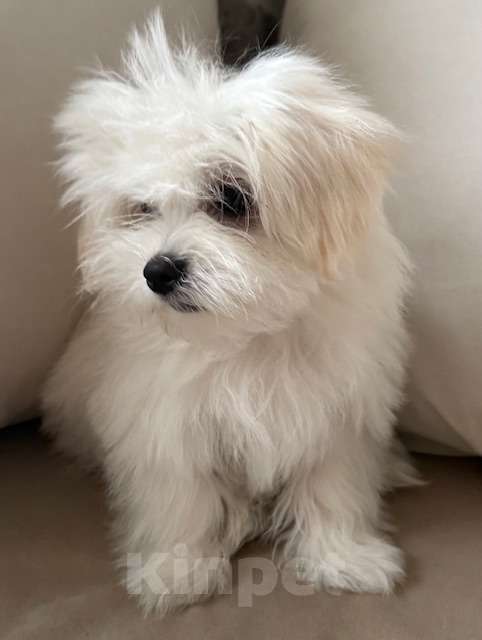 Собаки в Москве: Щенки мальтийской болонки Мальчик, 38 000 руб. - фото 1