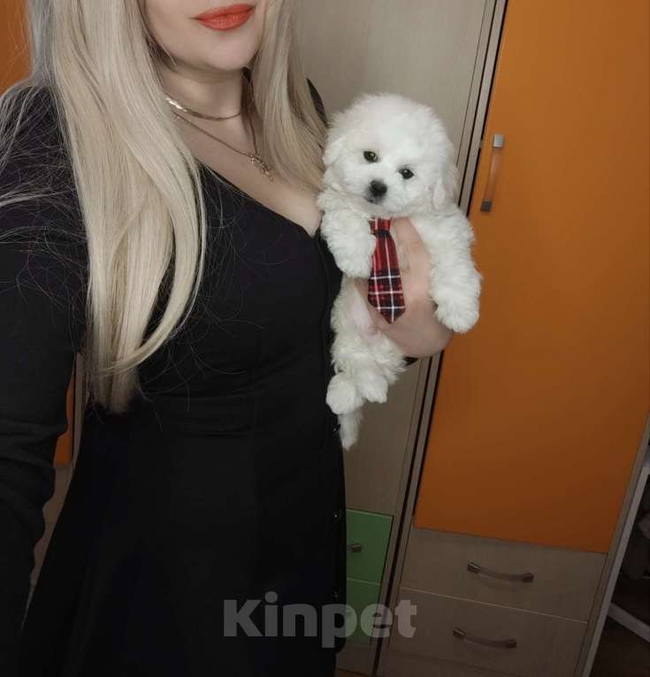 Собаки в Москве: Бишон фризе мини мальчик Мальчик, 55 000 руб. - фото 3