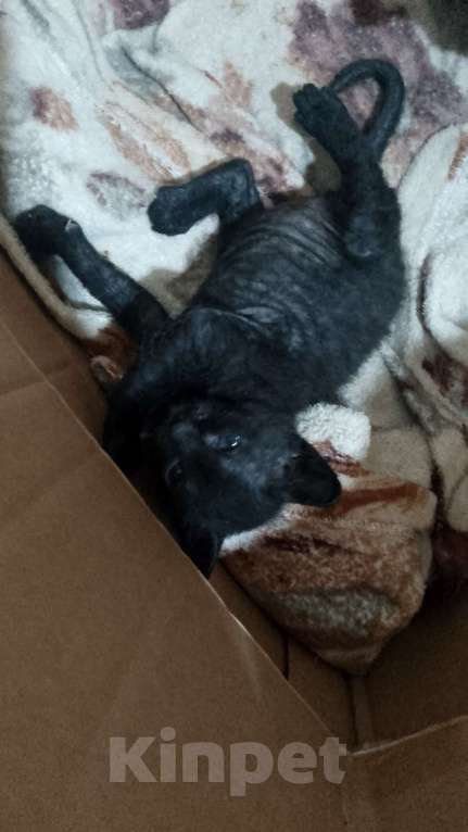 Кошки в Ростове-на-Дону: Котик Мальчик, Бесплатно - фото 4