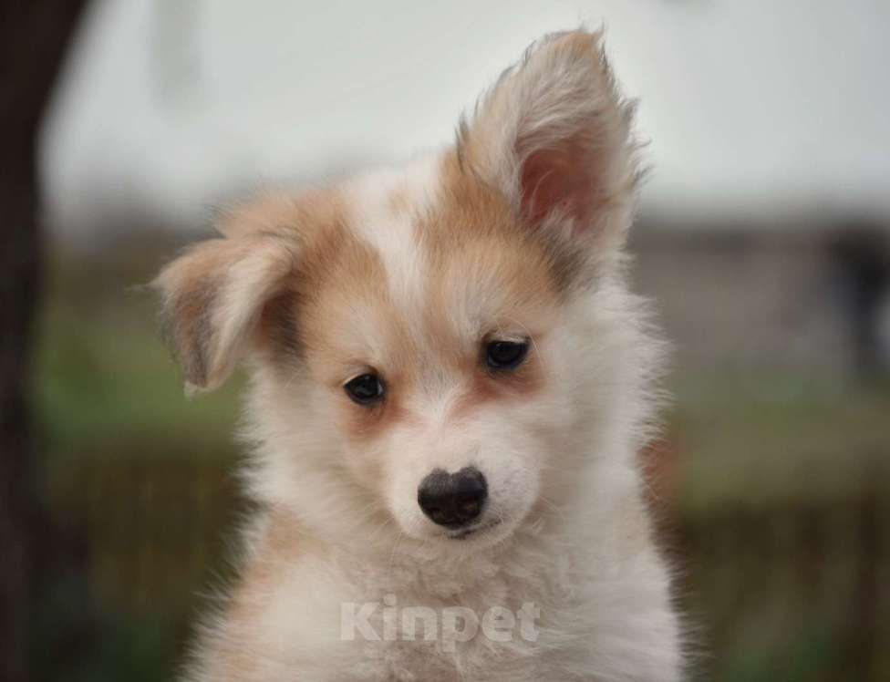 Собаки в Москве: Ненецкая оленегонная лайка, кобель Жгучий перчик.  Мальчик, 60 000 руб. - фото 4