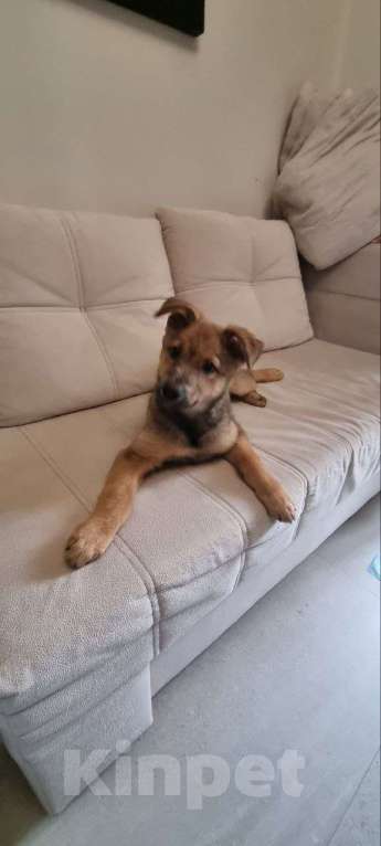 Собаки в Красногорске: Маленькие пушистые комочки счастья ищут свой дом! Разнополые, Бесплатно - фото 7