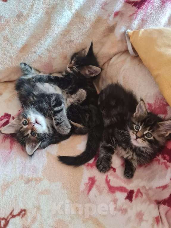 Кошки в Краснодаре: Мейнкун мальчик  Мальчик, 15 000 руб. - фото 2