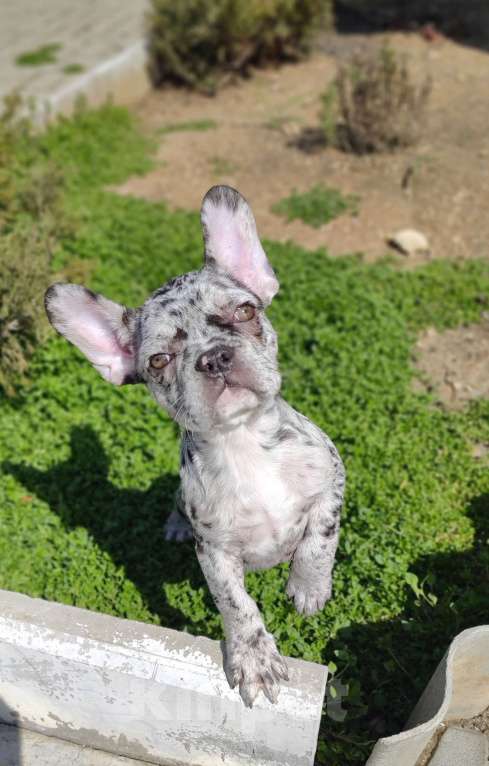 Собаки в Севастополе: Щенки Французского бульдога Девочка, 50 000 руб. - фото 1