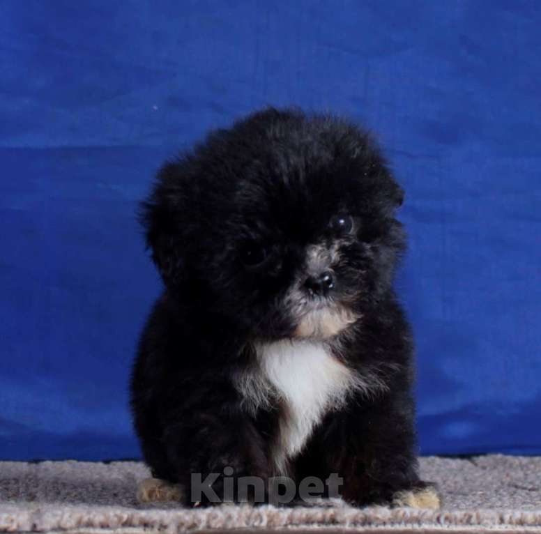 Собаки в Москве: мальтипу мини и микро, бэби фейс Девочка, 120 000 руб. - фото 3