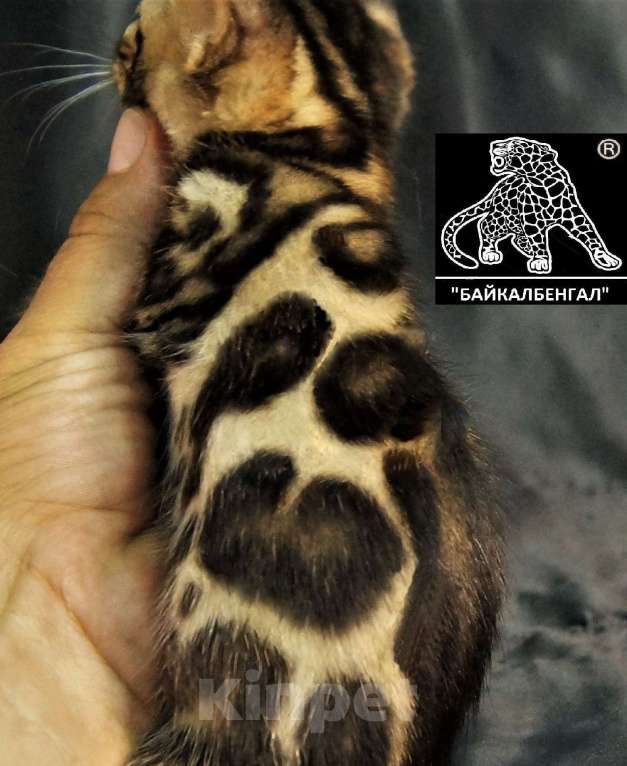 Кошки в Хабаровске: БЕНГАЛЬСКИЕ КОТЯТА. ПИТОМНИК Девочка, Бесплатно - фото 1