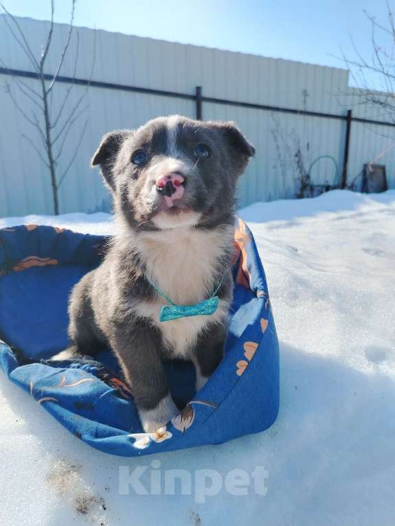 Собаки в Подольске: Щенок 1,5-2 месяца в добрые руки Мальчик, Бесплатно - фото 2