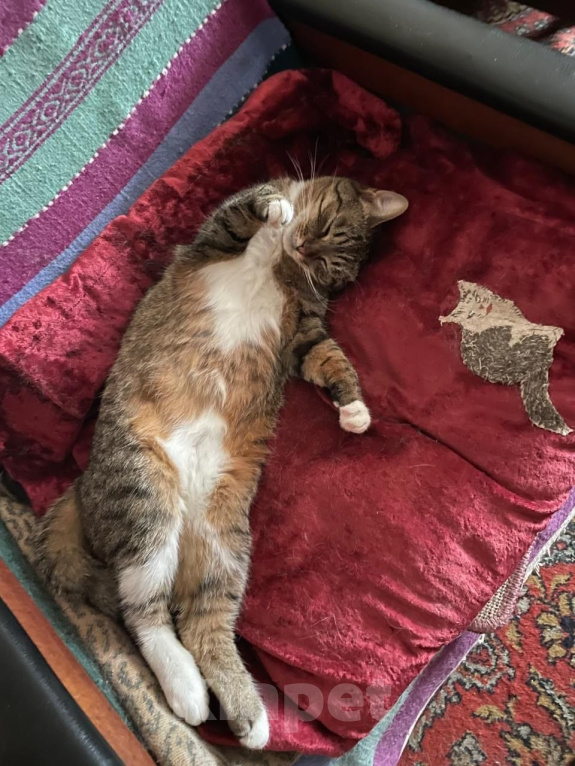 Кошки в Москве: Кошка Кроша ищет дом Девочка, Бесплатно - фото 3