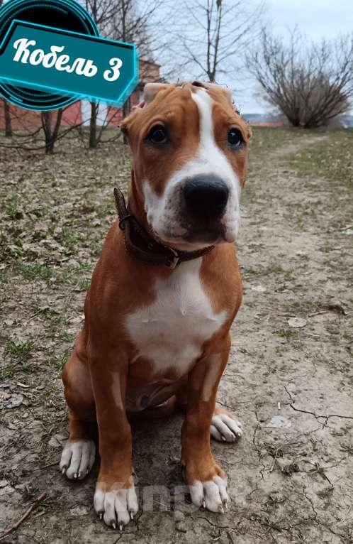 Собаки в Томске: Американский стафордширский терьер кобель  Мальчик, 40 000 руб. - фото 3