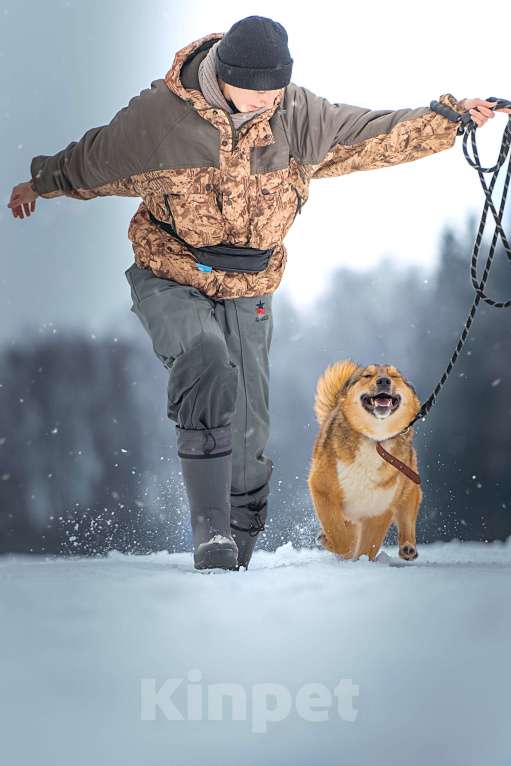 Собаки в Клине: Синги — преданный пёс Мальчик, Бесплатно - фото 5