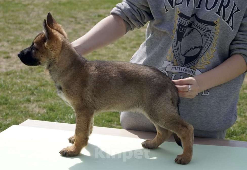 Собаки в Краснодаре: Продаются потрясающие щенки немецкой овчарки   Мальчик, 60 000 руб. - фото 7