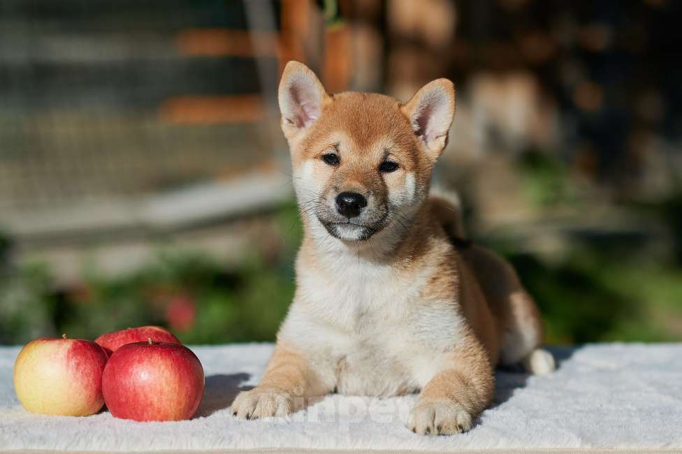 Собаки в Екатеринбурге: Сиба-ину, девочка, РКФ  Девочка, 45 000 руб. - фото 1