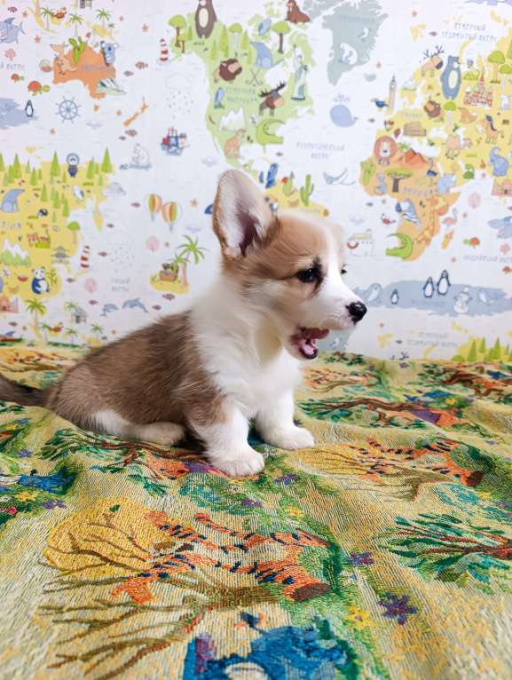 Собаки в Уфе: Корги пемброк Мальчик, 45 000 руб. - фото 5