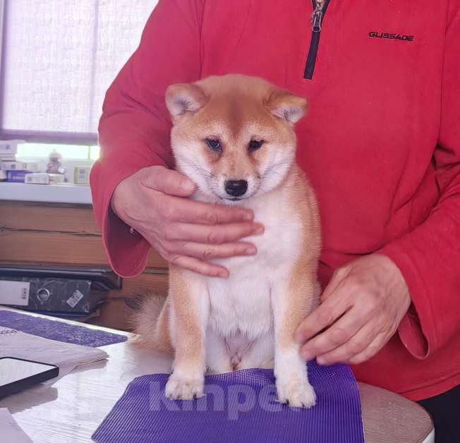Собаки в Москве: Сиба ину. Красотка. Девочка, 70 000 руб. - фото 2