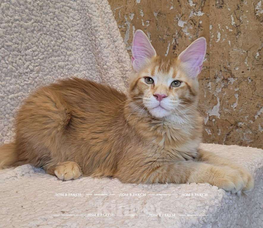 Кошки в других городах Ленинградской области: Кот мейн-кун Y’Zeus Raksi Line Мальчик, Бесплатно - фото 2