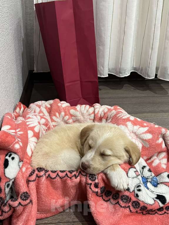 Собаки в Ростове-на-Дону: В добрые руки Мальчик, Бесплатно - фото 2