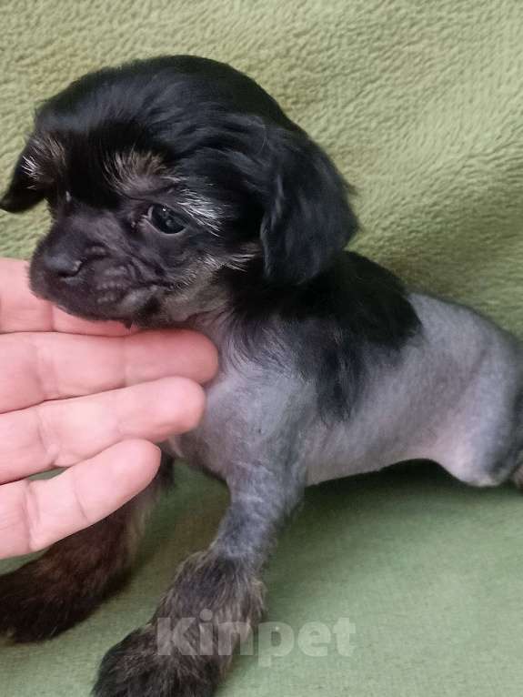 Собаки в Санкт-Петербурге: Крошечная малышка  Девочка, 45 000 руб. - фото 5