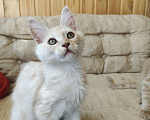 Кошки в Долгопрудном: Крем на серебре мейн-кун Мальчик, 65 руб. - фото 3