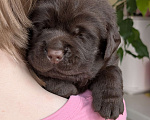 Собаки в Москве: Шоколадный бутуз Мальчик, 120 000 руб. - фото 3