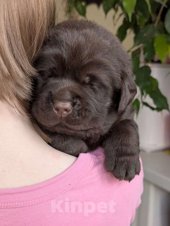 Собаки в Москве: Шоколадный бутуз Мальчик, 120 000 руб. - фото 3