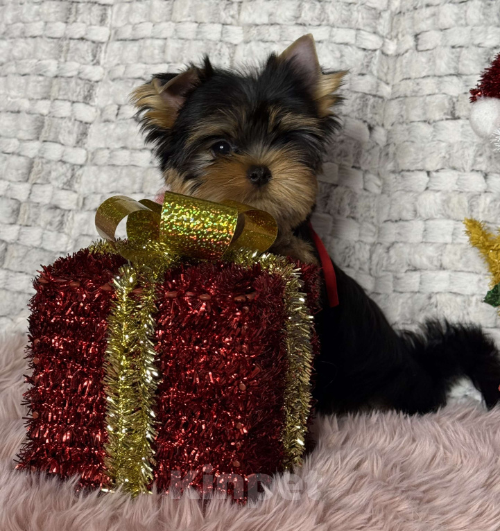 Собаки в Москве: Йоркширский терьер мальчик  Мальчик, 65 000 руб. - фото 4