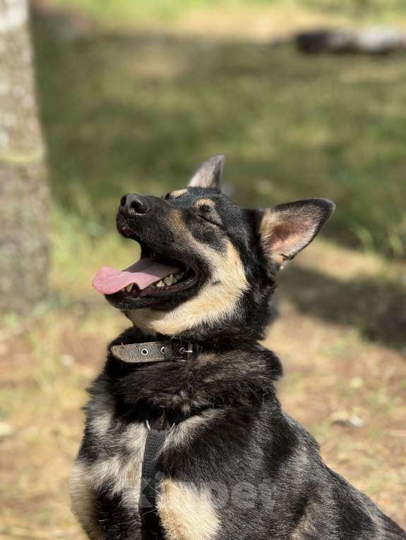 Собаки в Москве: Перчик молодой овчар Мальчик, Бесплатно - фото 9