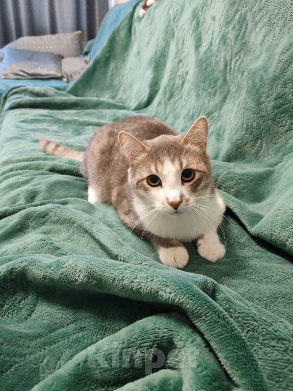 Кошки в Уфе: Очаровательный Филя Мальчик, 500 руб. - фото 5
