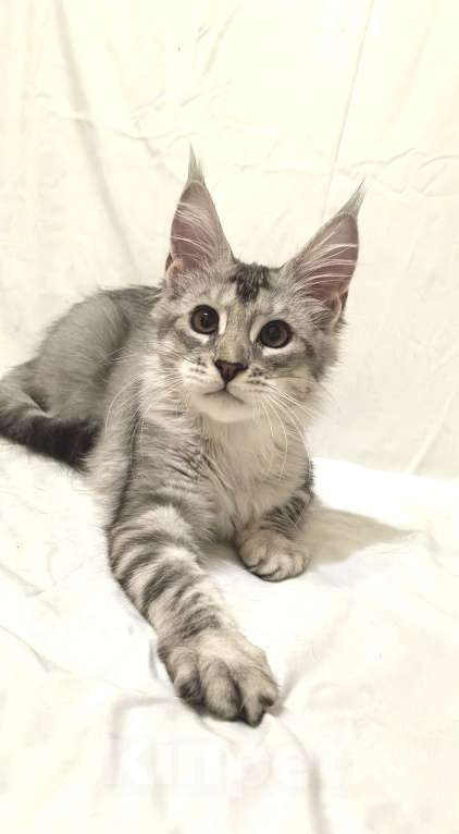 Кошки в Краснодаре: ПАНДОРА  Девочка, 50 000 руб. - фото 5