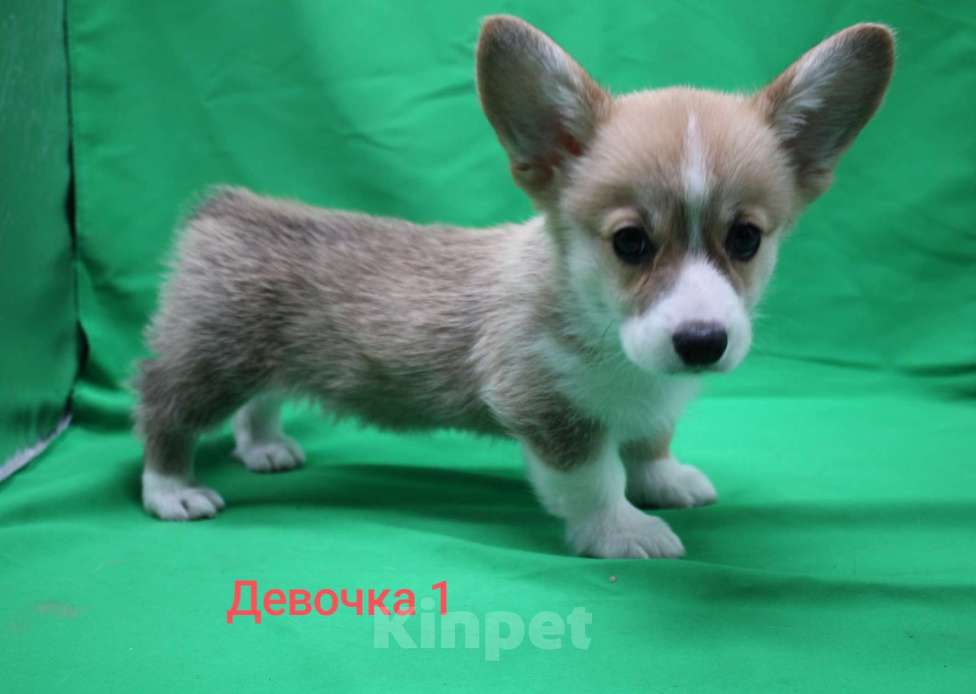 Собаки в Москве: Щенки вельш корги пемброк  Девочка, 32 000 руб. - фото 3