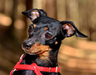 Пражский крысарик