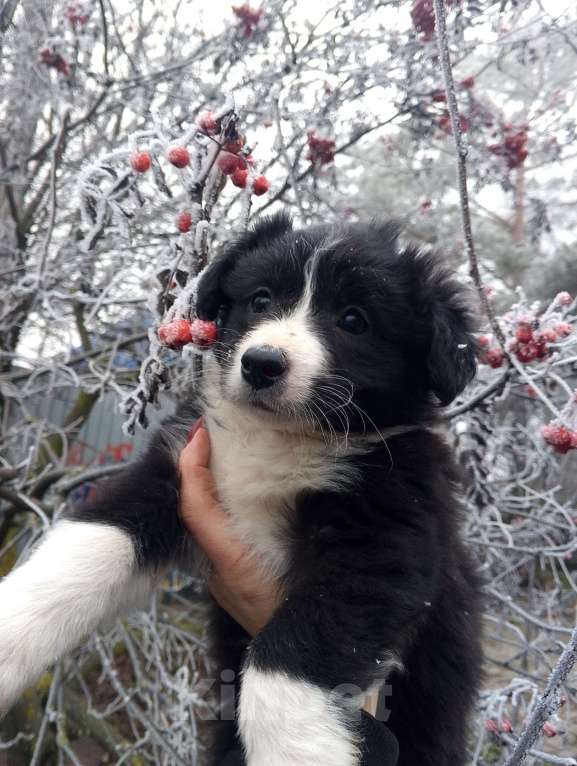 Собаки в Уварово: Щенок Девочка, Бесплатно - фото 3