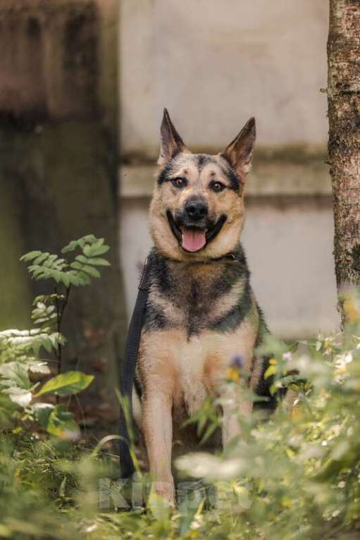 Собаки в Москве: Овчарка Джефф в добрые руки Мальчик, Бесплатно - фото 3